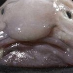 【ブロブフィッシュ】なんだこれ・・・世界一醜い生き物はコレに決定＞＞